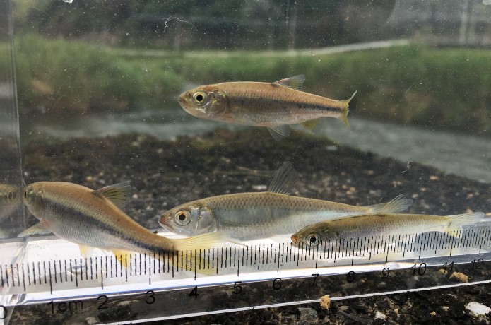 仁淀ブルー水槽のお魚補給大作戦！