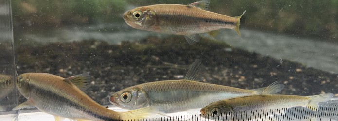 仁淀ブルー水槽のお魚補給大作戦！