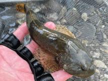 アユの川の希少魚アユカケ（長者川）